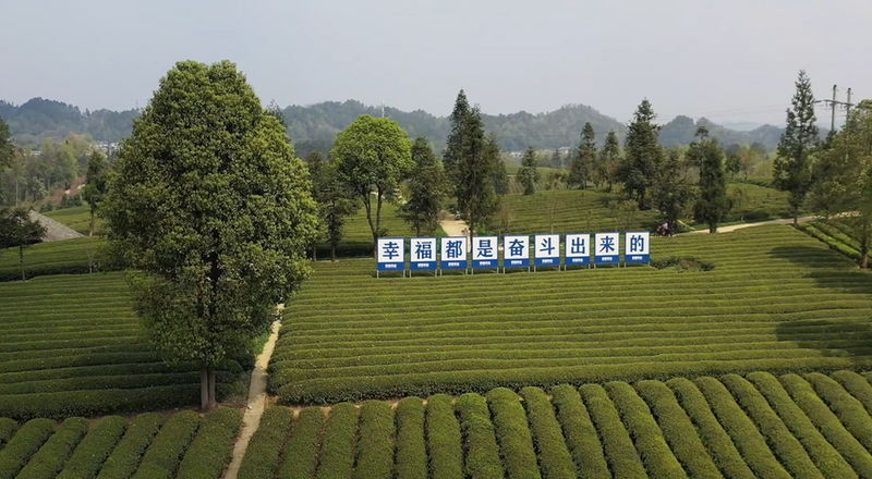 有关于贵州湄潭：又到春茶采摘季 茶旅融合促发展的内容