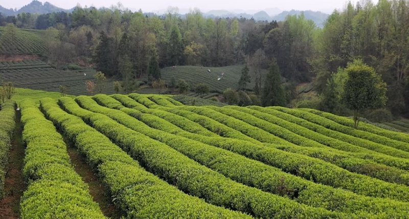 有关于贵州湄潭：又到春茶采摘季 茶旅融合促发展的内容(1)