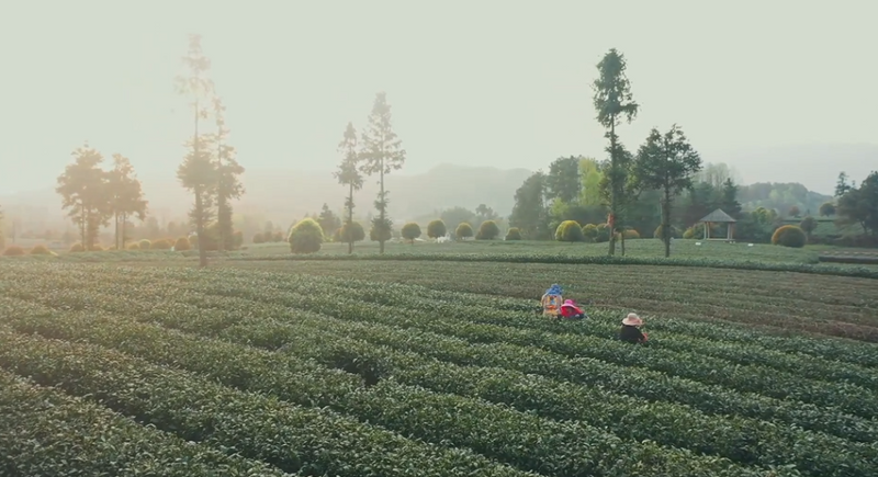 有关于贵州湄潭：又到春茶采摘季 茶旅融合促发展的内容(5)