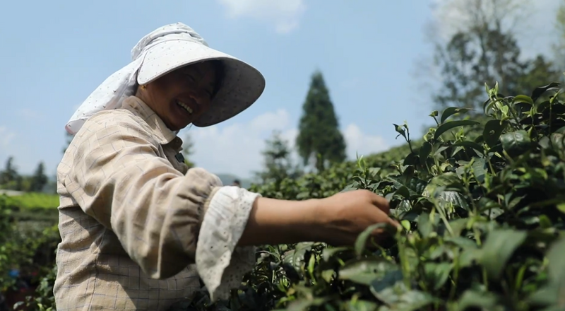 有关于贵州湄潭：又到春茶采摘季 茶旅融合促发展的内容(2)