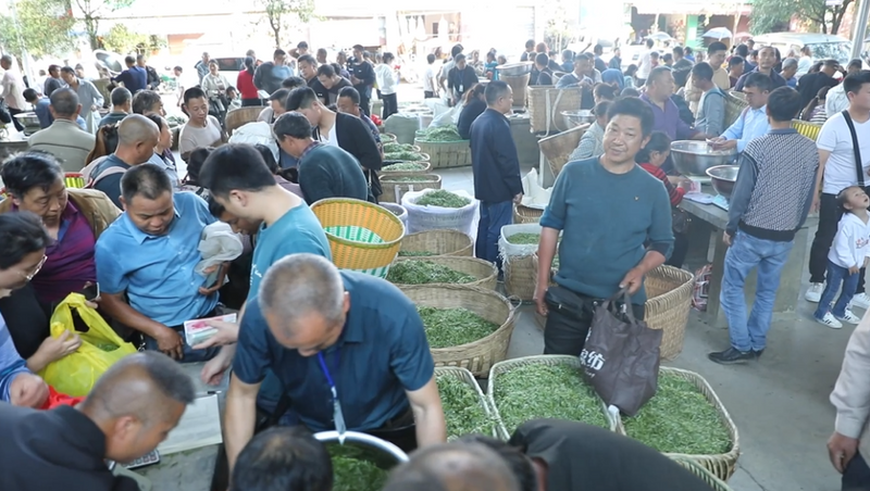 有关于贵州湄潭：又到春茶采摘季 茶旅融合促发展的内容(4)