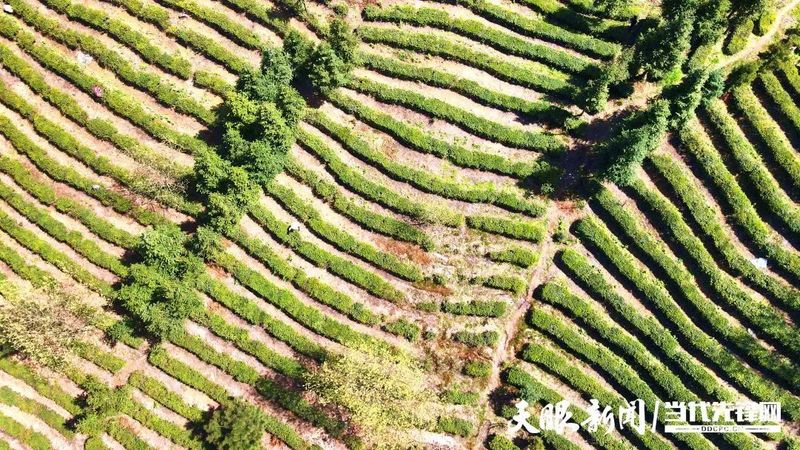 有关于“螺蛳壳”里乾坤大——问道都匀毛尖的内容(1)