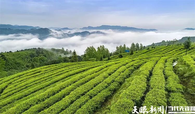 有关于“螺蛳壳”里乾坤大——问道都匀毛尖的内容