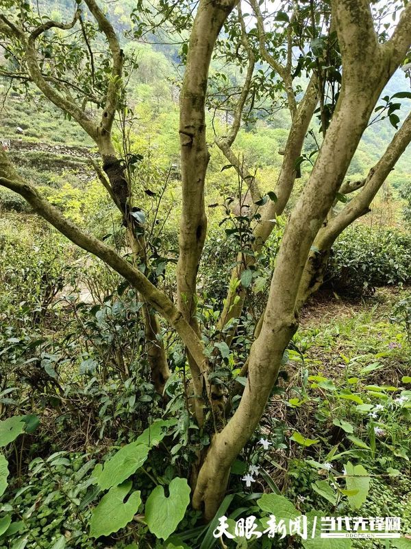 有关于“螺蛳壳”里乾坤大——问道都匀毛尖的内容(4)