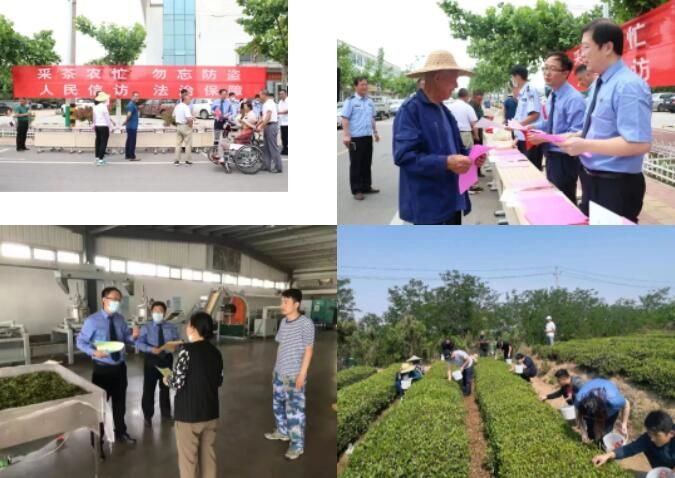 关于日照岚山:持续打造茶产业“三重”检察保护体系的内容(6)
