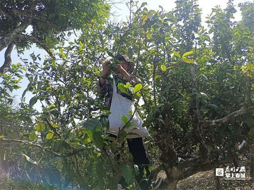 有关于一周速读：2023春茶采摘指数、首届中国白茶交易会、1-2月茶叶出口简报的资讯(4)