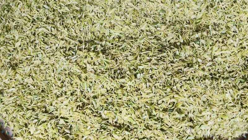 关于新洲旧街白茶新品“汉白一号”上市的资讯(1)