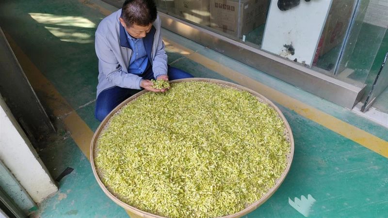 关于新洲旧街白茶新品“汉白一号”上市的资讯