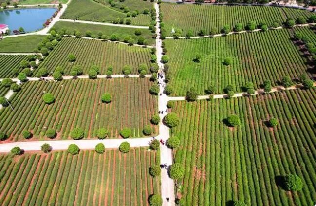 有关于湖南长沙：春风送茶香 春茶采摘忙的相关内容(2)