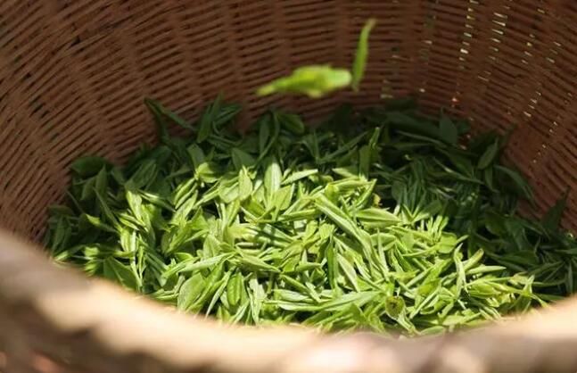 有关于湖南长沙：春风送茶香 春茶采摘忙的相关内容(4)