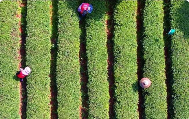 有关于湖南长沙：春风送茶香 春茶采摘忙的相关内容(3)