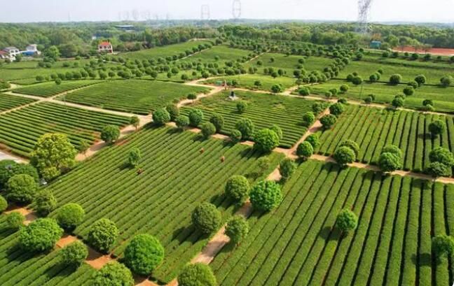 有关于湖南长沙：春风送茶香 春茶采摘忙的相关内容(6)