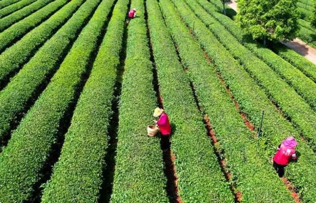 有关于湖南长沙：春风送茶香 春茶采摘忙的相关内容