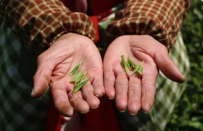 有关于湖南长沙：春风送茶香 春茶采摘忙的相关内容(1)