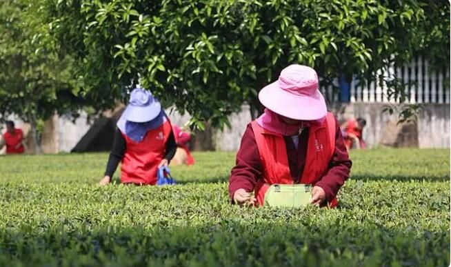 有关于湖南长沙：春风送茶香 春茶采摘忙的相关内容(5)