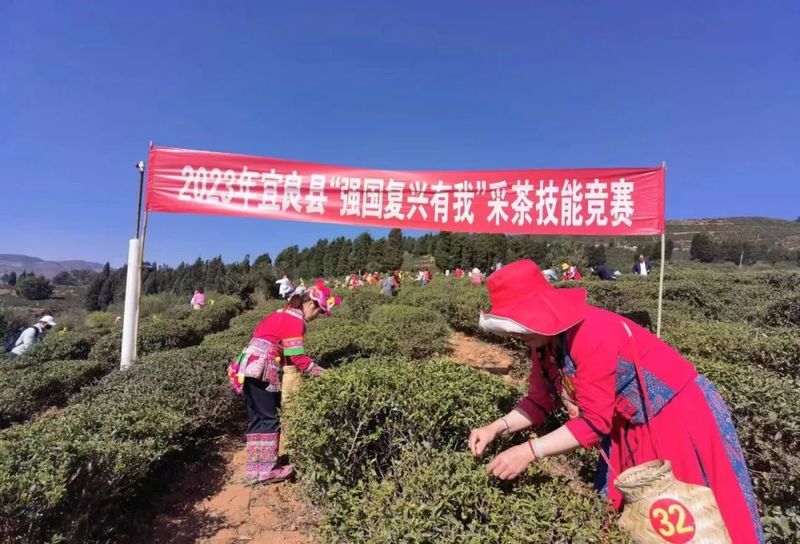 关于昆明市农业科学研究院为宝洪茶采摘、加工大赛保驾护航的新闻(1)