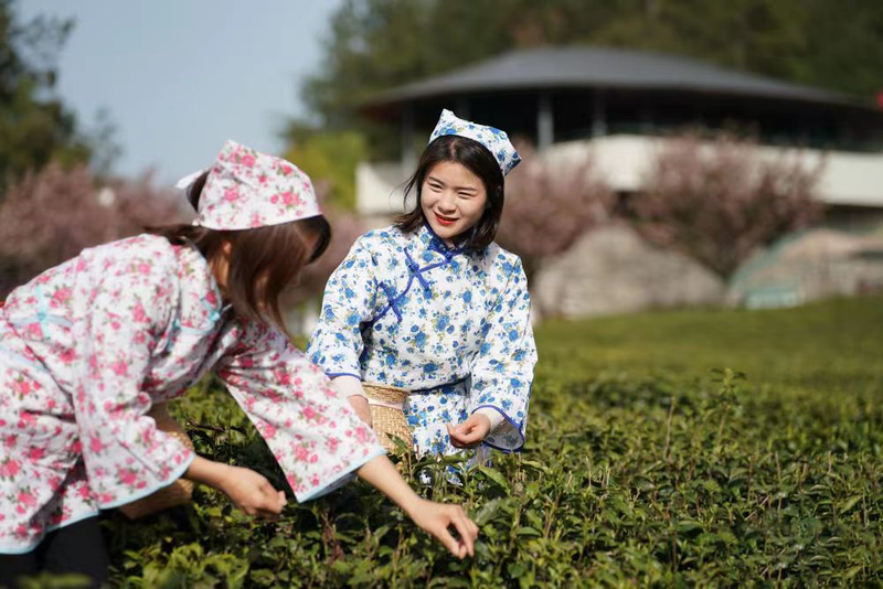 关于陕西安康：茶旅融合促发展的资讯(3)