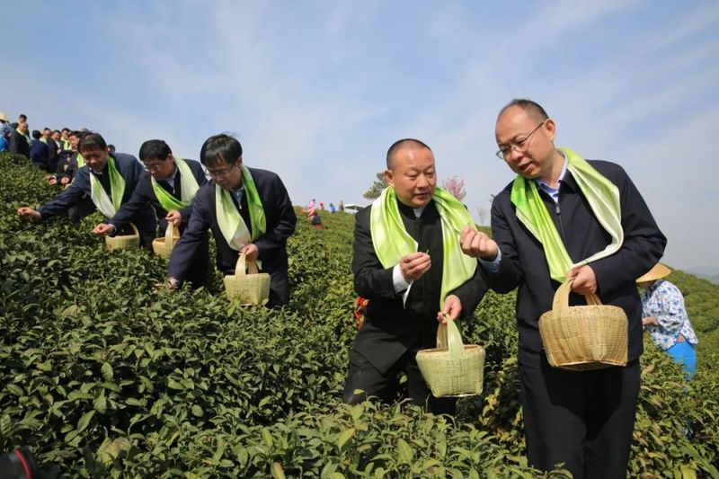 有关于信阳毛尖茶开采式在文新茶村举行的信息(3)