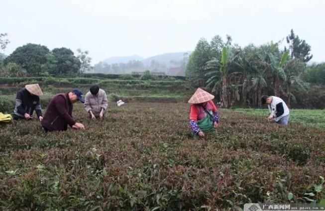 有关于灵山县石塘镇茶产业成“绿色名片”的新闻