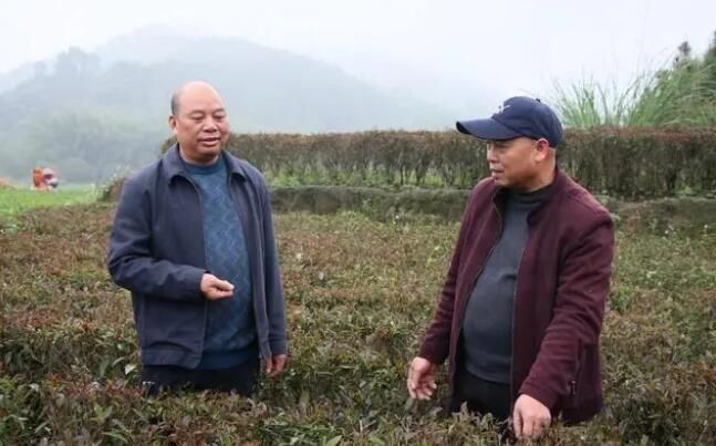 有关于灵山县石塘镇茶产业成“绿色名片”的新闻(1)