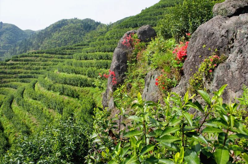 关于标准规范：国内与国际茶叶标准化建设现状与展望的消息