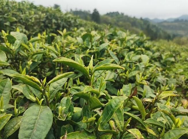 有关于开阳县毛云乡:仲春时节采茶忙 鼓足农户“钱袋子”的内容