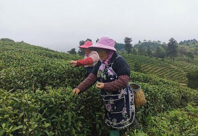 有关于开阳县毛云乡:仲春时节采茶忙 鼓足农户“钱袋子”的内容(1)
