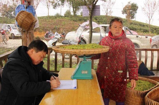 有关于开阳县毛云乡:仲春时节采茶忙 鼓足农户“钱袋子”的内容(2)