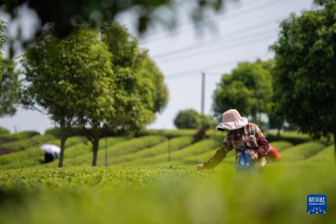 关于湖南望城区 春意正浓茶飘香 不负春光采制忙的新闻(1)