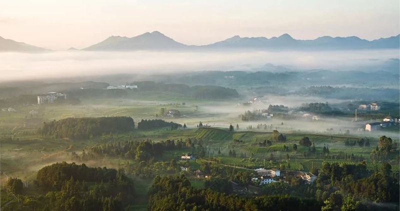 有关于我们的“茶园”是“花园”的内容(3)