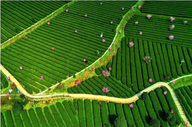 有关于我们的“茶园”是“花园”的内容(6)