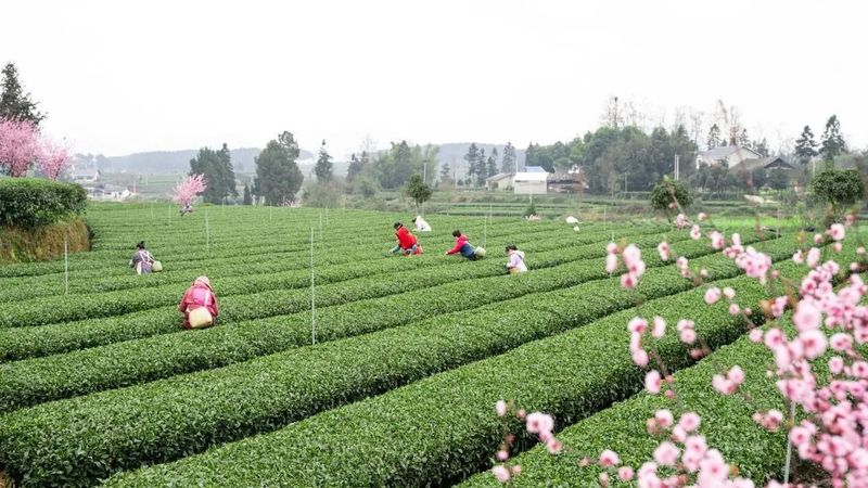 有关于我们的“茶园”是“花园”的内容(5)