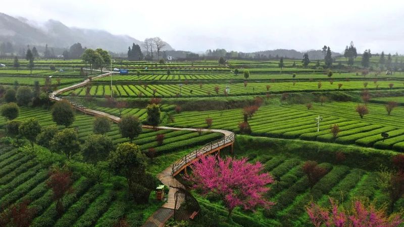 有关于我们的“茶园”是“花园”的内容(2)