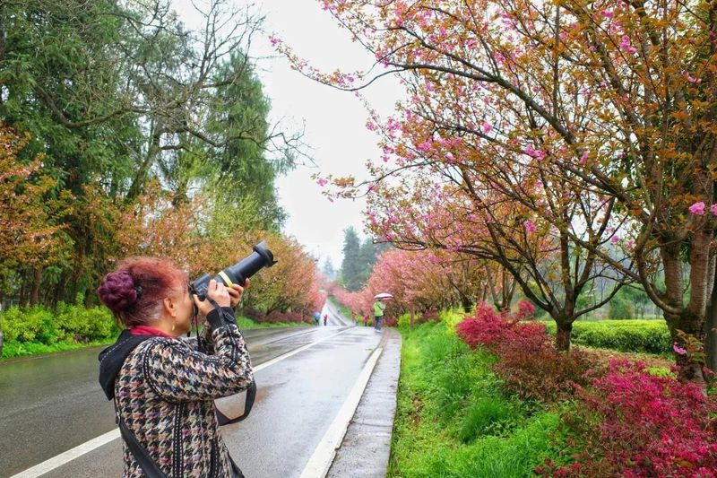 有关于我们的“茶园”是“花园”的内容(1)