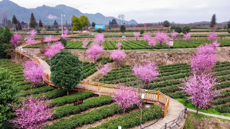 有关于我们的“茶园”是“花园”的内容