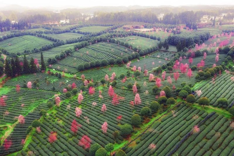 有关于我们的“茶园”是“花园”的内容(7)