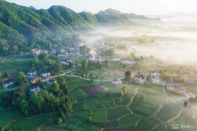 有关于我们的“茶园”是“花园”的内容(4)