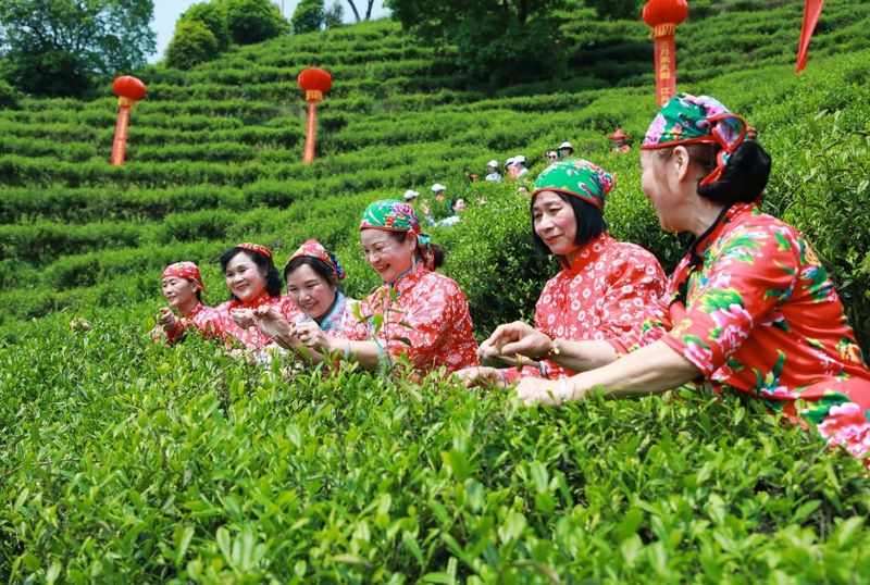 有关于2023年耒阳市乡村文化旅游节之首届江头贡茶文化节隆重开幕！的消息(16)