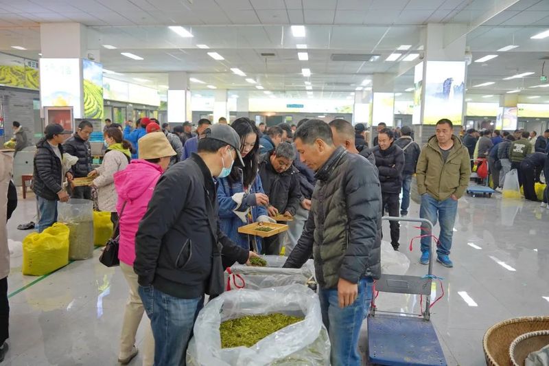 有关于价格有所上涨 缙云春茶产销两旺的信息