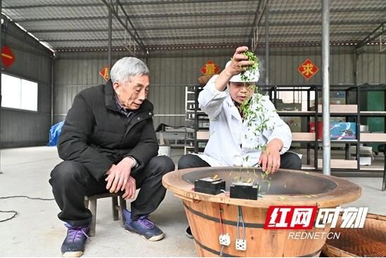 关于隆回金石桥镇：春茶飘香助民富的最新消息(1)