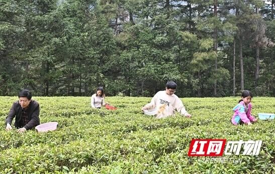 关于隆回金石桥镇：春茶飘香助民富的最新消息
