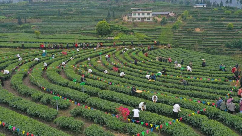 有关于绿茶飘香！牛郎坪这场采茶比赛太精彩！的最新消息