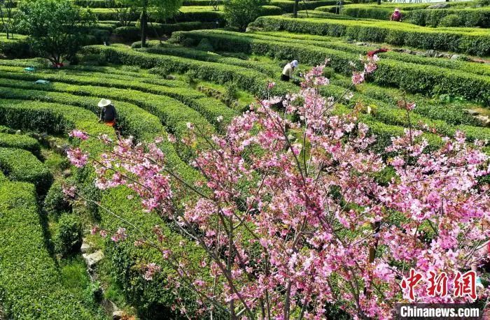 关于“中国白茶之乡”福建福鼎：一片叶子成大产业的相关内容