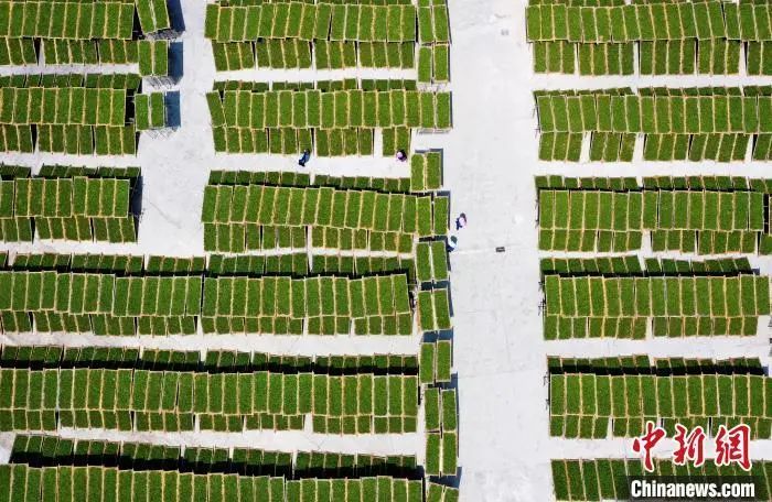 关于“中国白茶之乡”福建福鼎：一片叶子成大产业的相关内容(7)