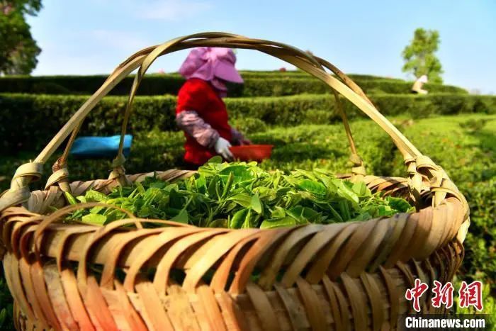 关于“中国白茶之乡”福建福鼎：一片叶子成大产业的相关内容(2)