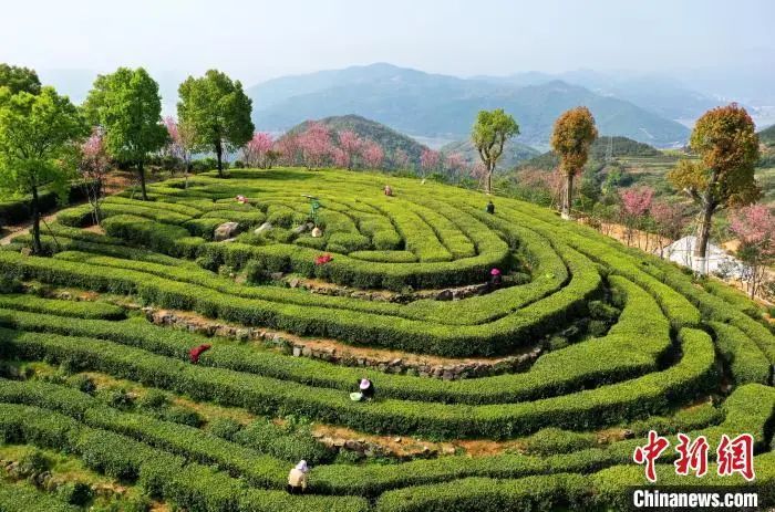 关于“中国白茶之乡”福建福鼎：一片叶子成大产业的相关内容(1)