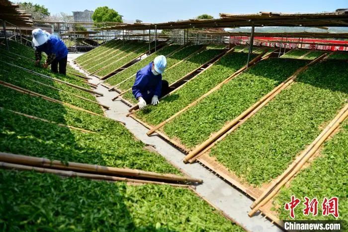 关于“中国白茶之乡”福建福鼎：一片叶子成大产业的相关内容(8)