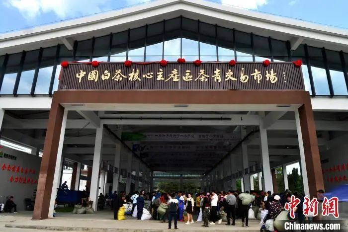 关于“中国白茶之乡”福建福鼎：一片叶子成大产业的相关内容(3)