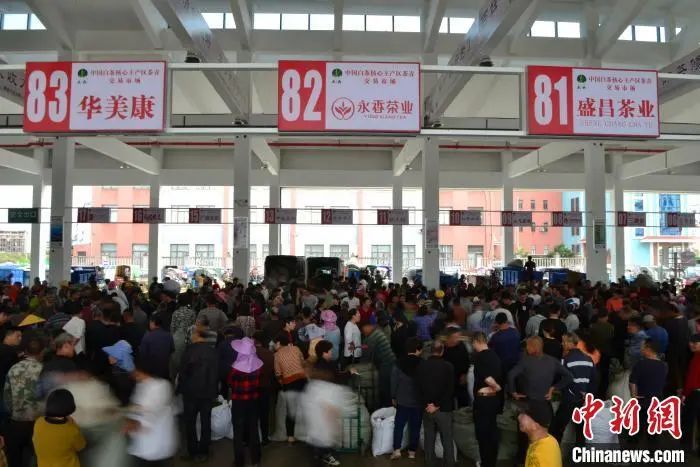 关于“中国白茶之乡”福建福鼎：一片叶子成大产业的相关内容(5)