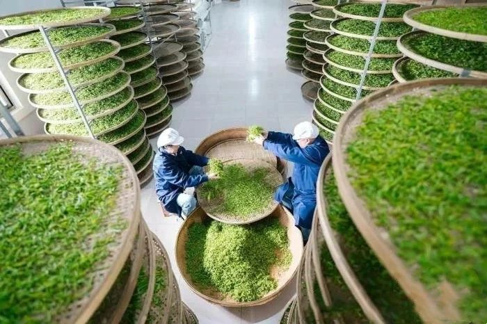 关于浙江畲乡千年禅茶何以历久弥新?的内容(2)